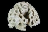 Cretaceous Fossil Sponge (Etheridgea) - Kazakhstan #91889-1